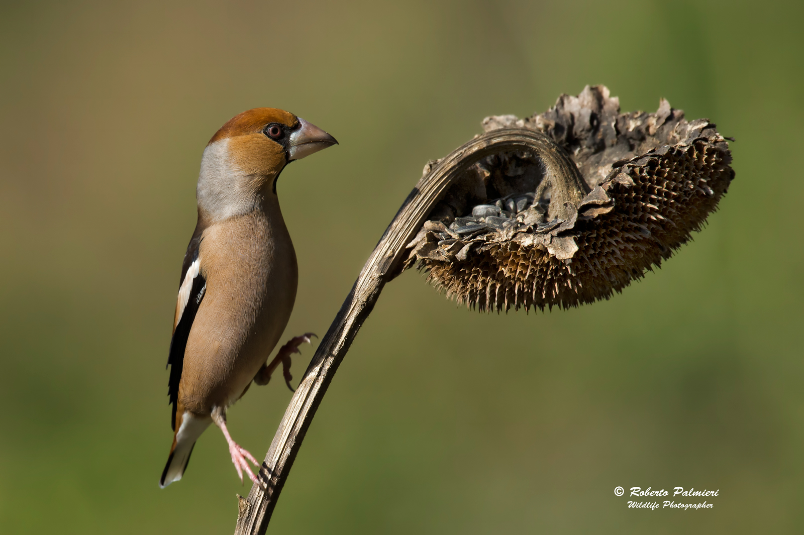 Frosone (Coccothraustes coccothraustes)