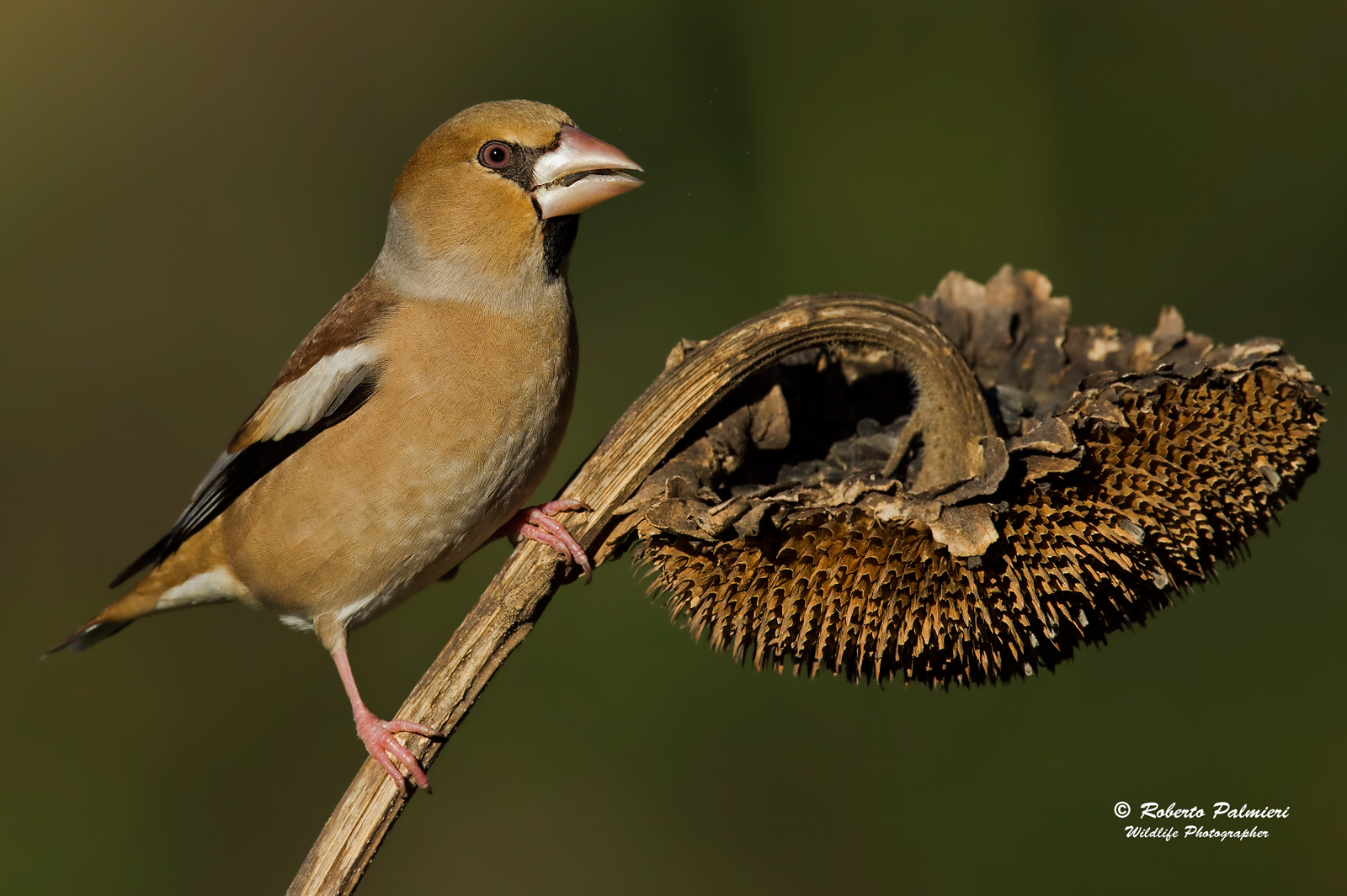 Frosone (Coccothraustes coccothraustes)