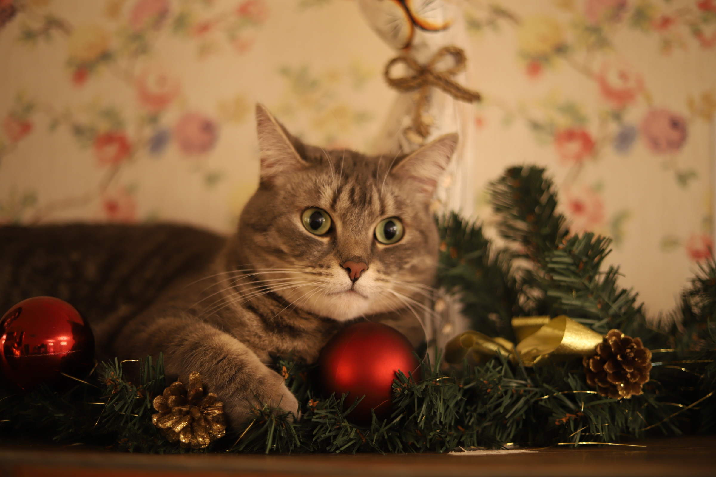 Christmas Cat