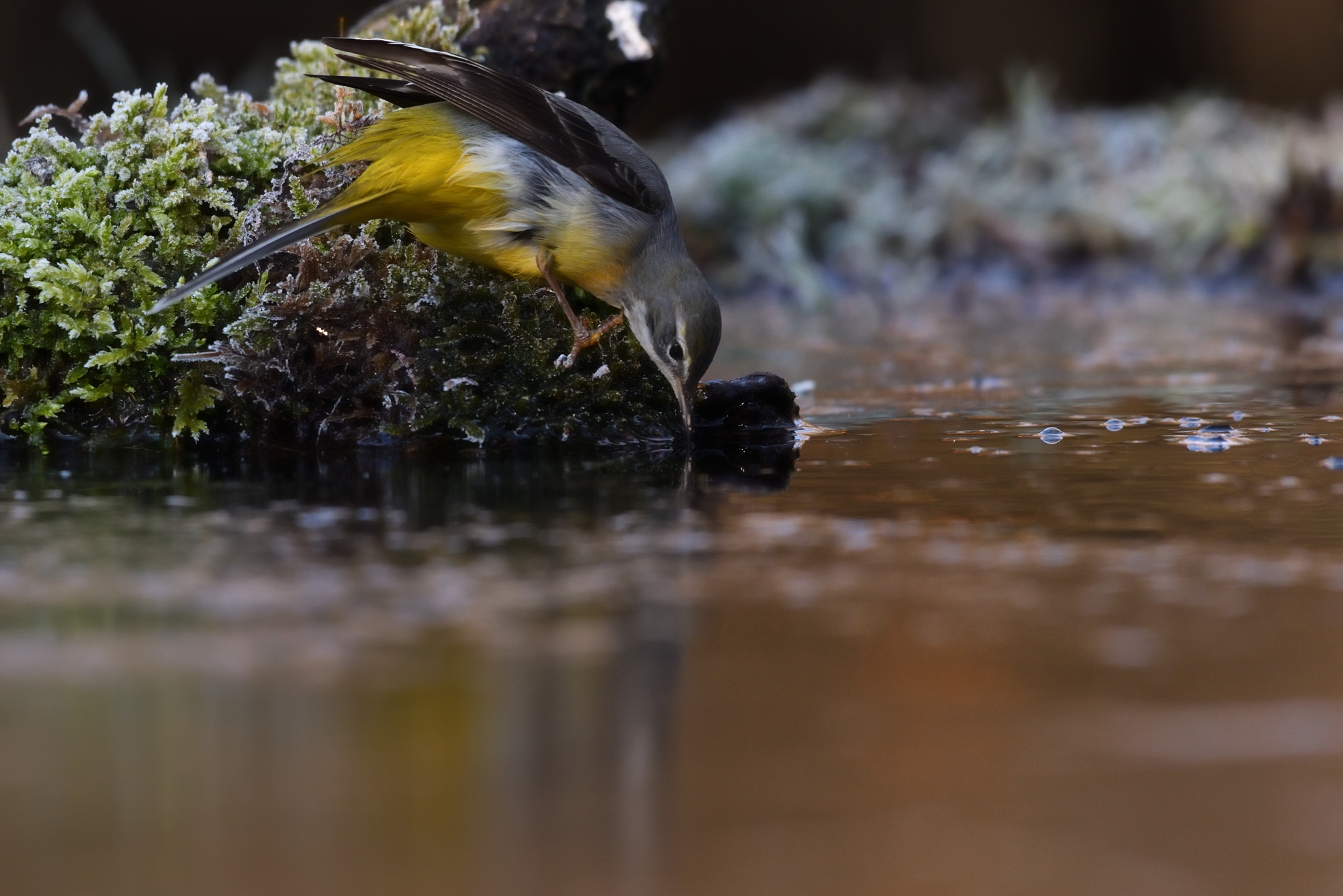 watered on the ice...