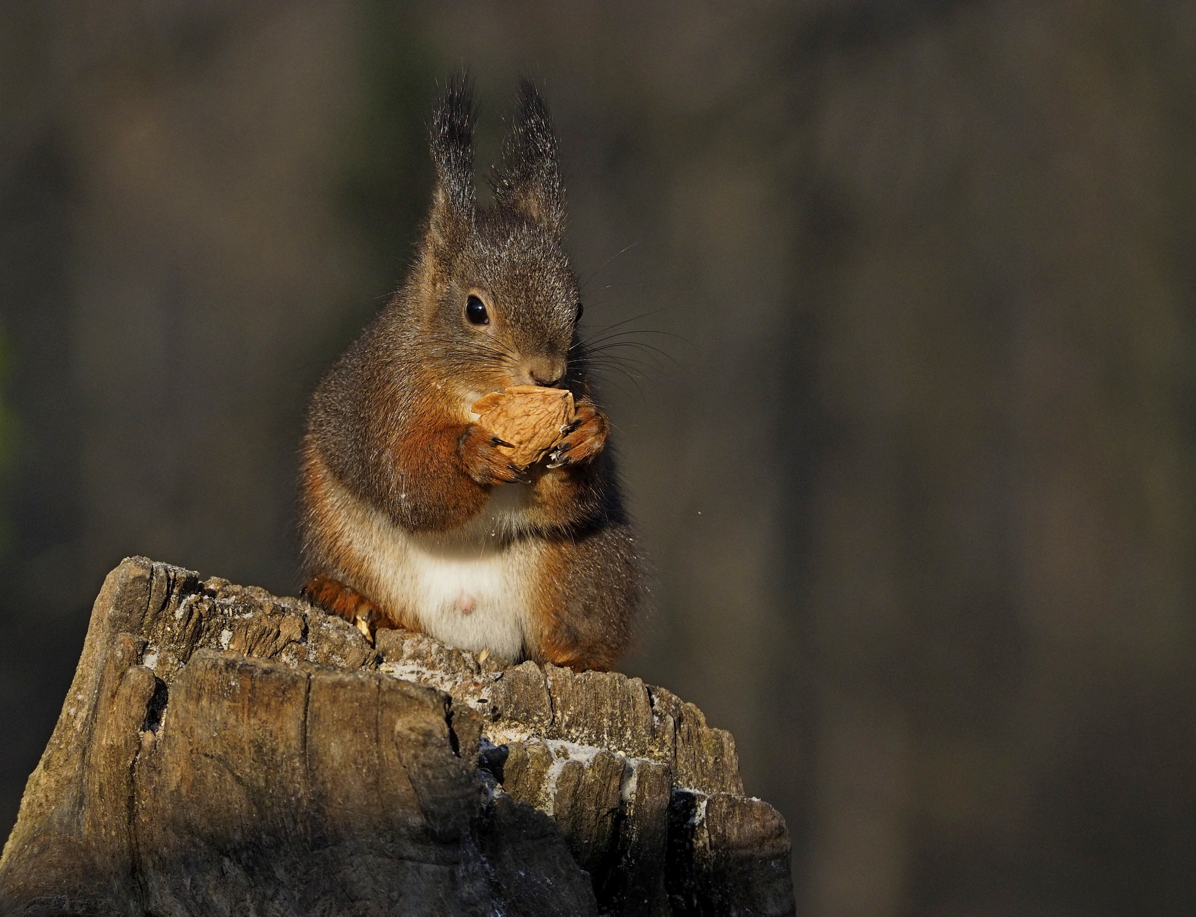 Il suo cenone di Capodanno