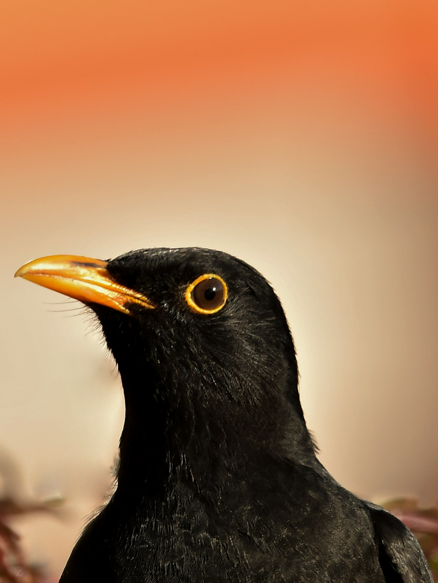 Blackbird 3 (portrait)