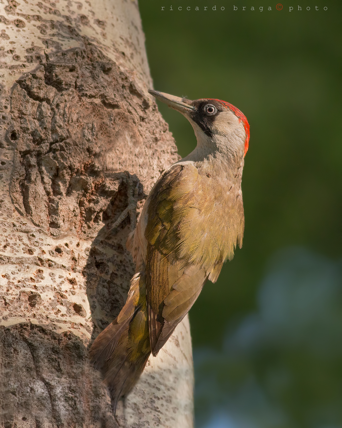 Female green woodpecker