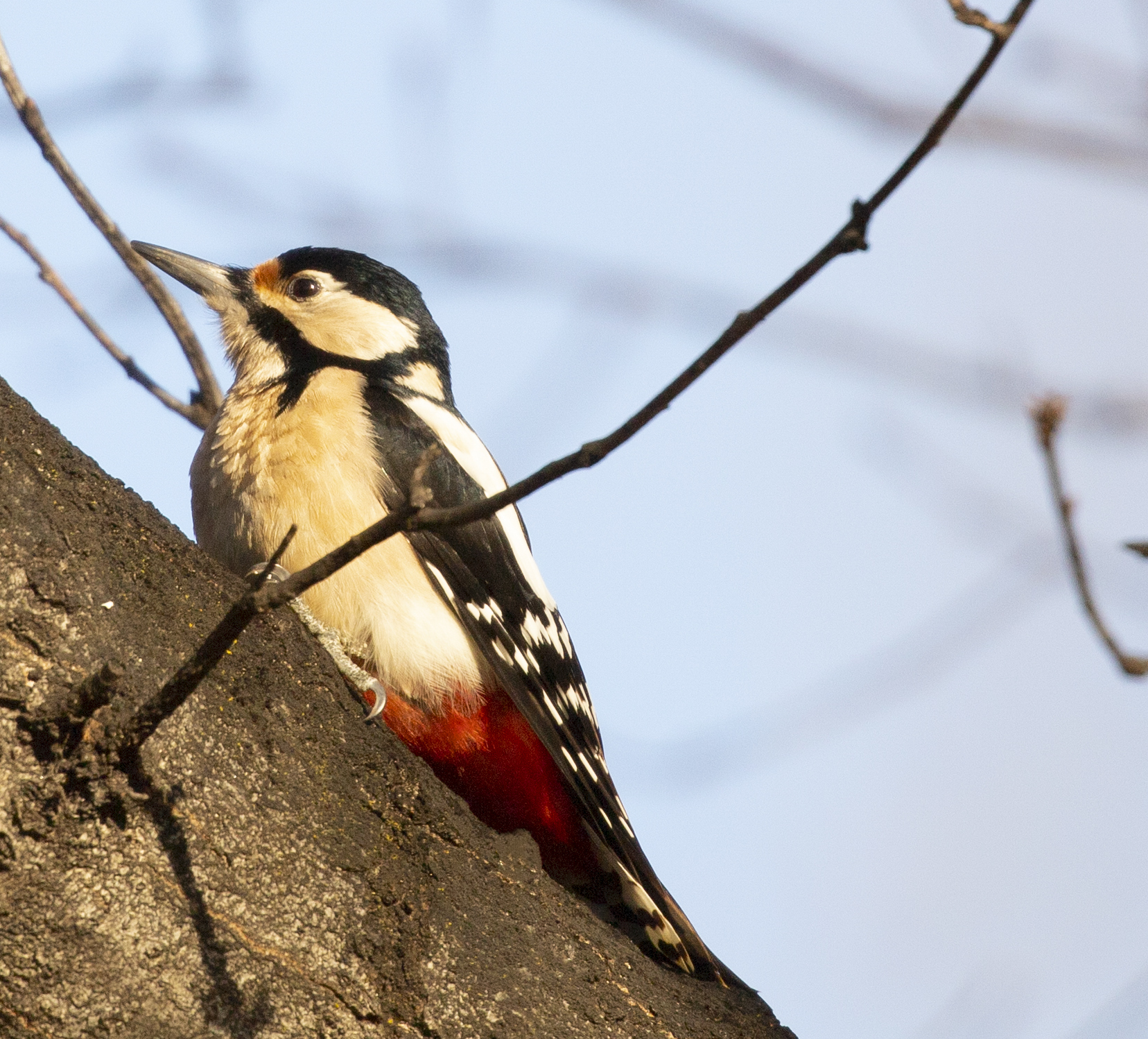 Major red woodpecker