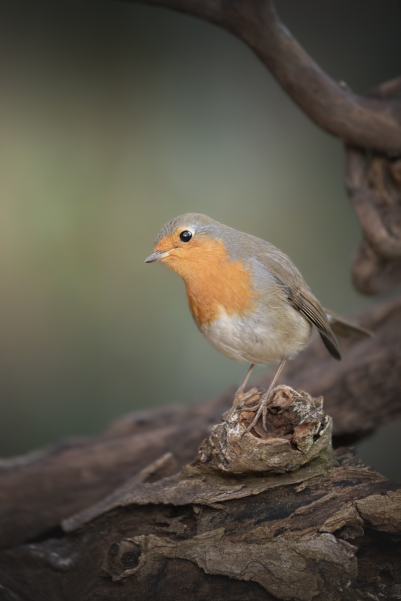 Curious robin