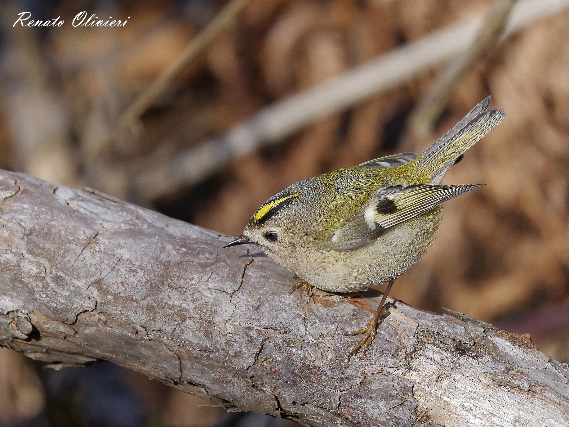 Regolo ( Regulus regulus )