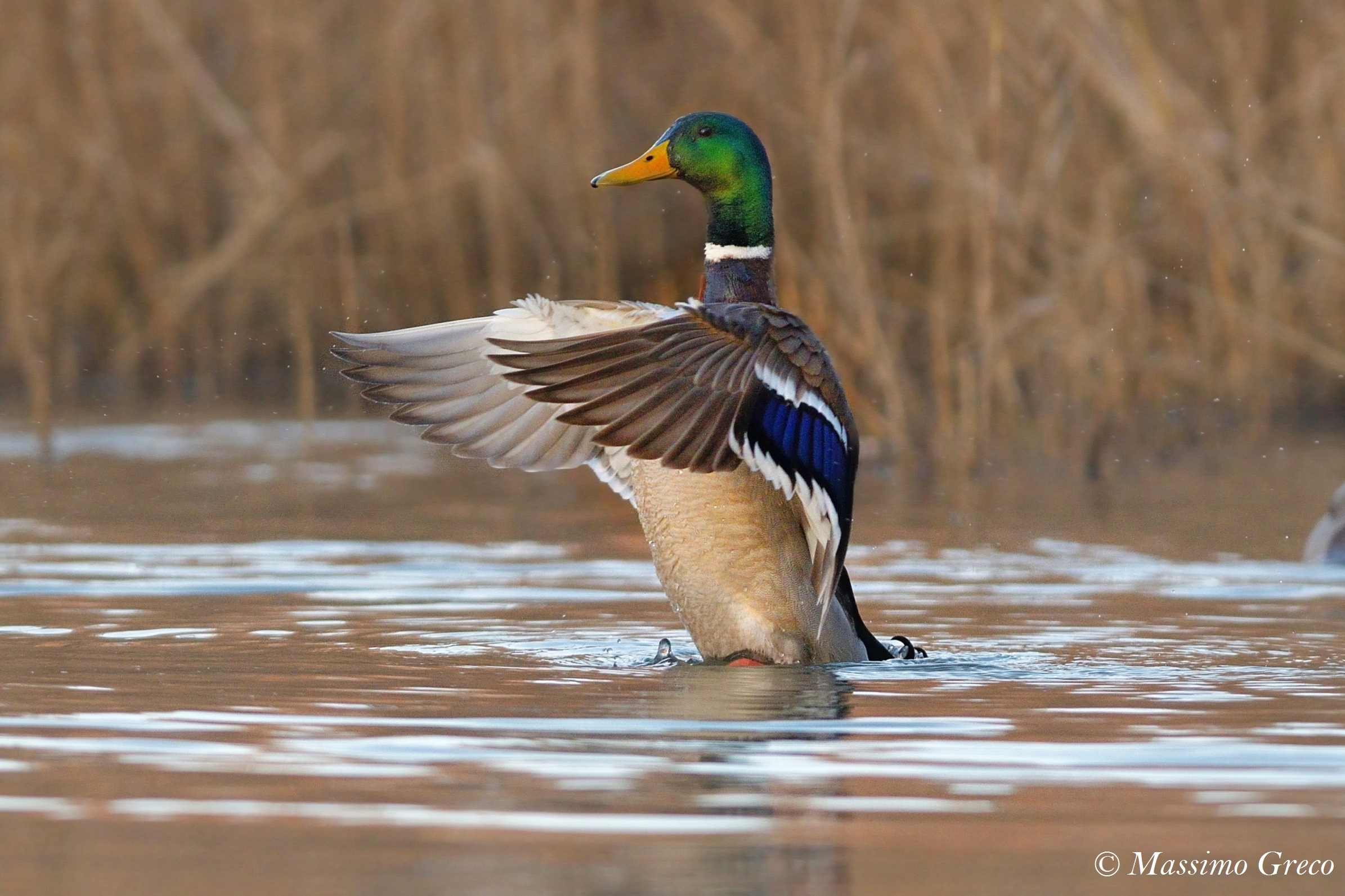 Mallard