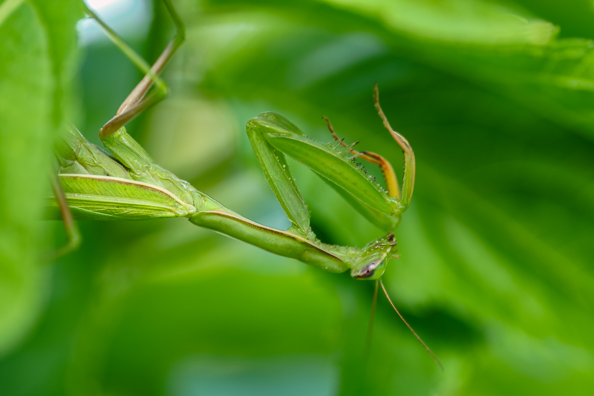 Mantis religiosa
