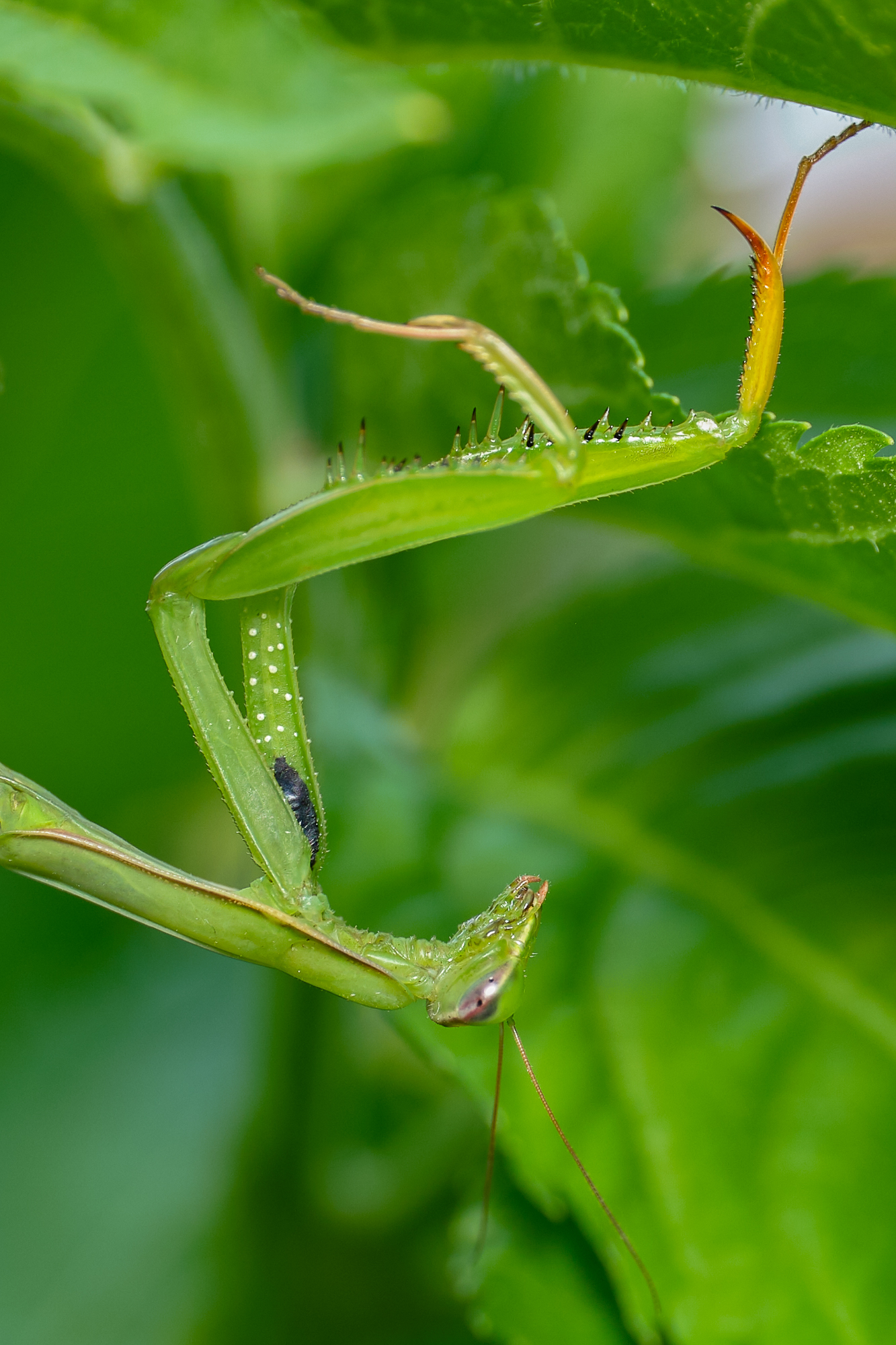 Mantis religiosa