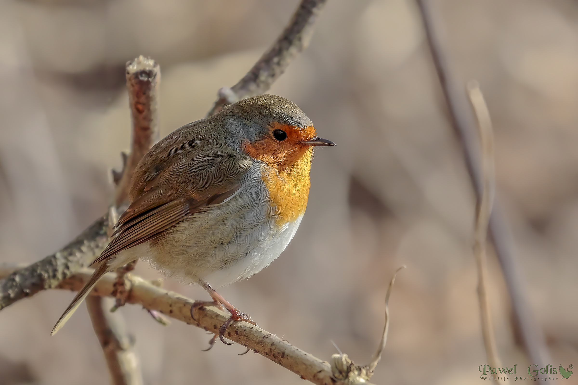 Pettirosso europeo (Erithacus rubecula)