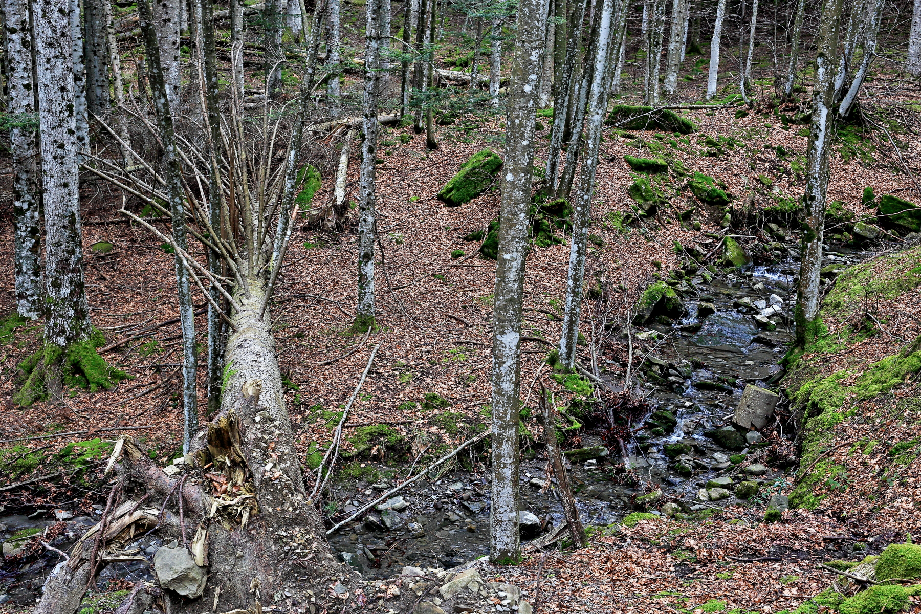 The ford on the trunk