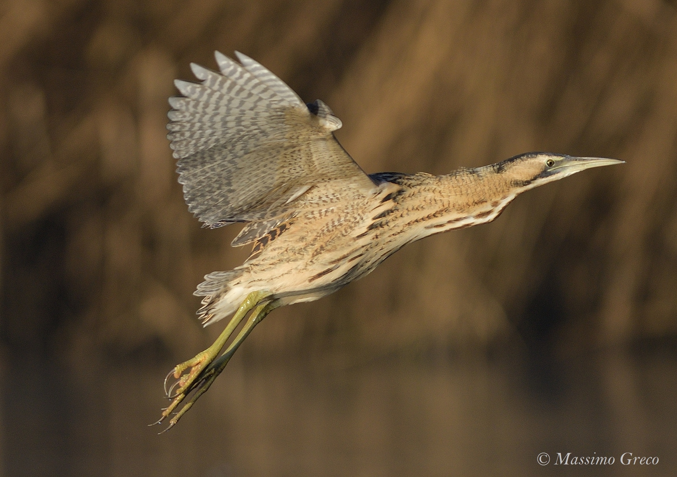 Tarabuse (Botaurus stellaris)