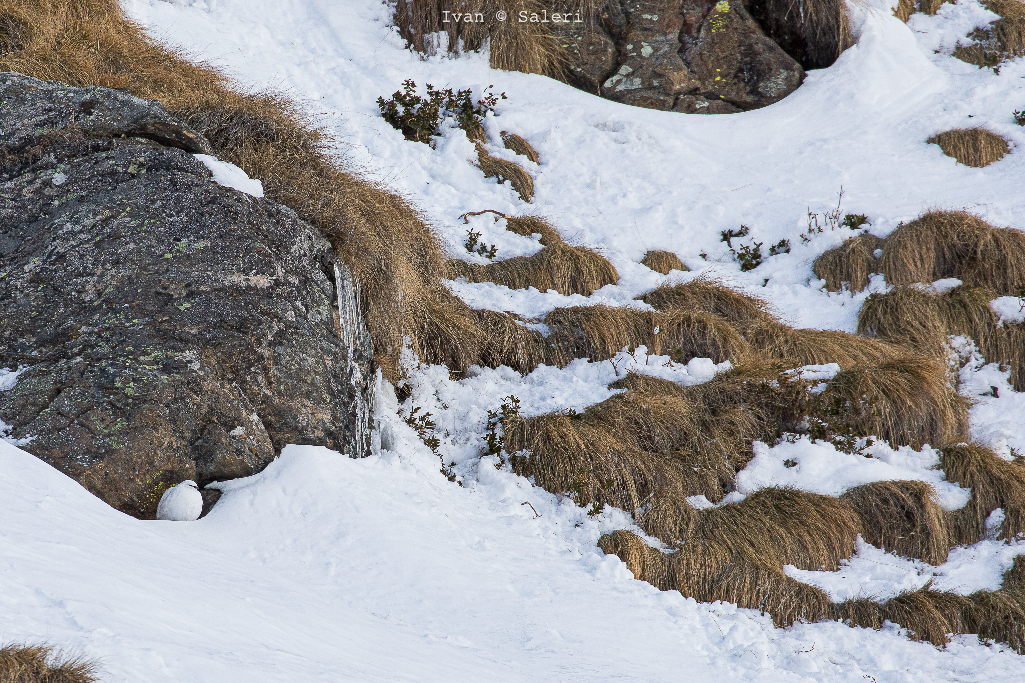 The last "White" of 2019