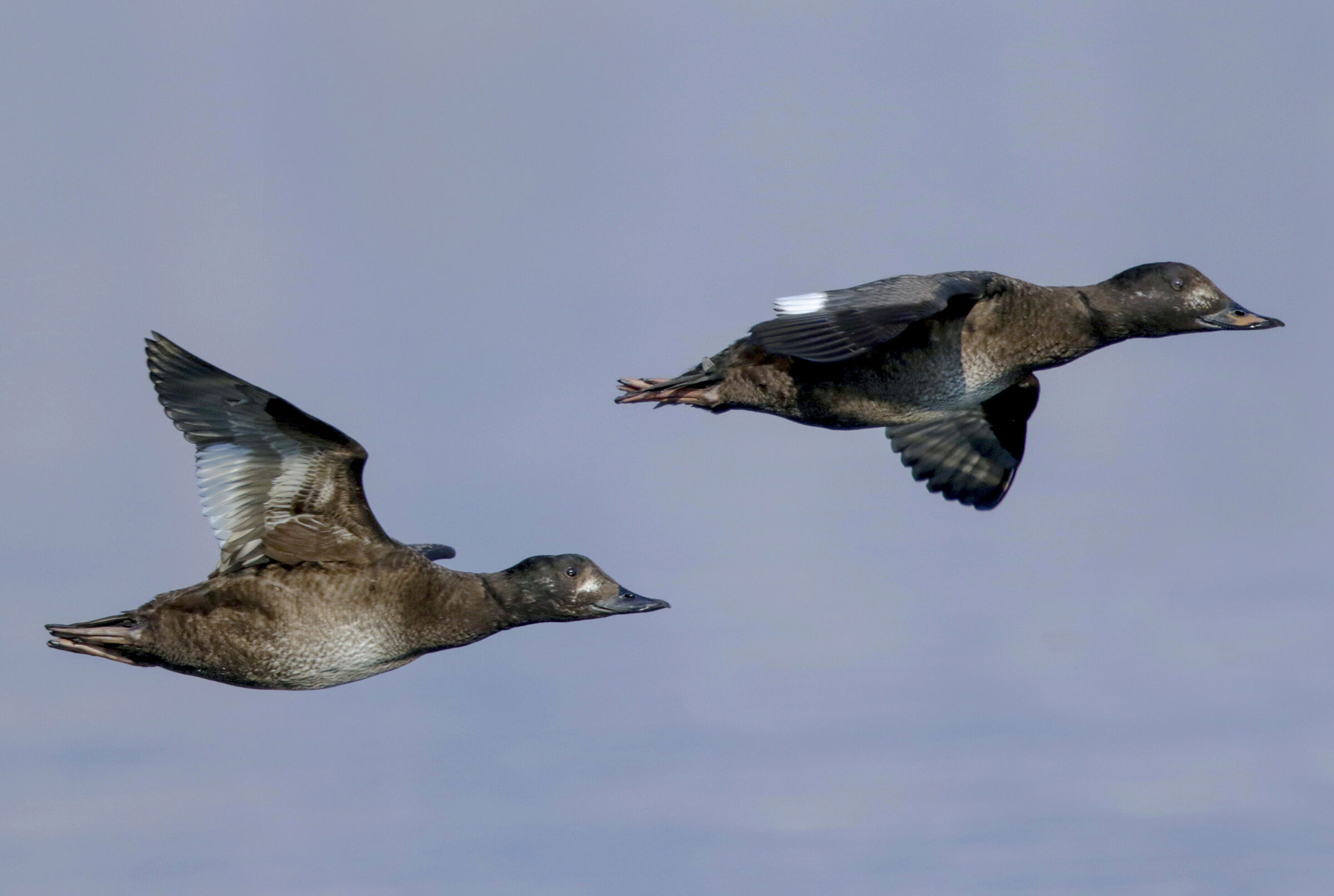 sea ogres flight couple