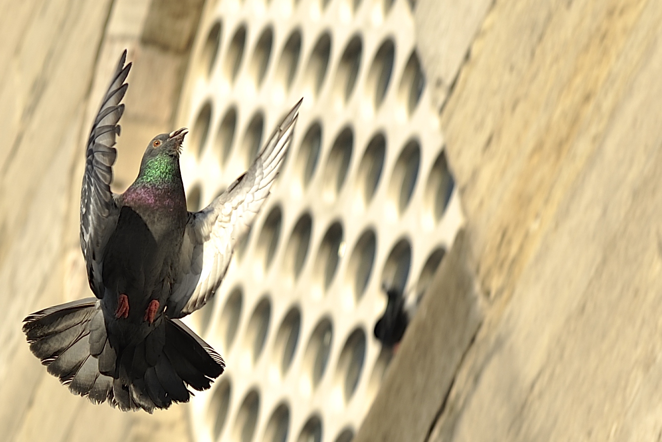 rock-pigeon and the mosque