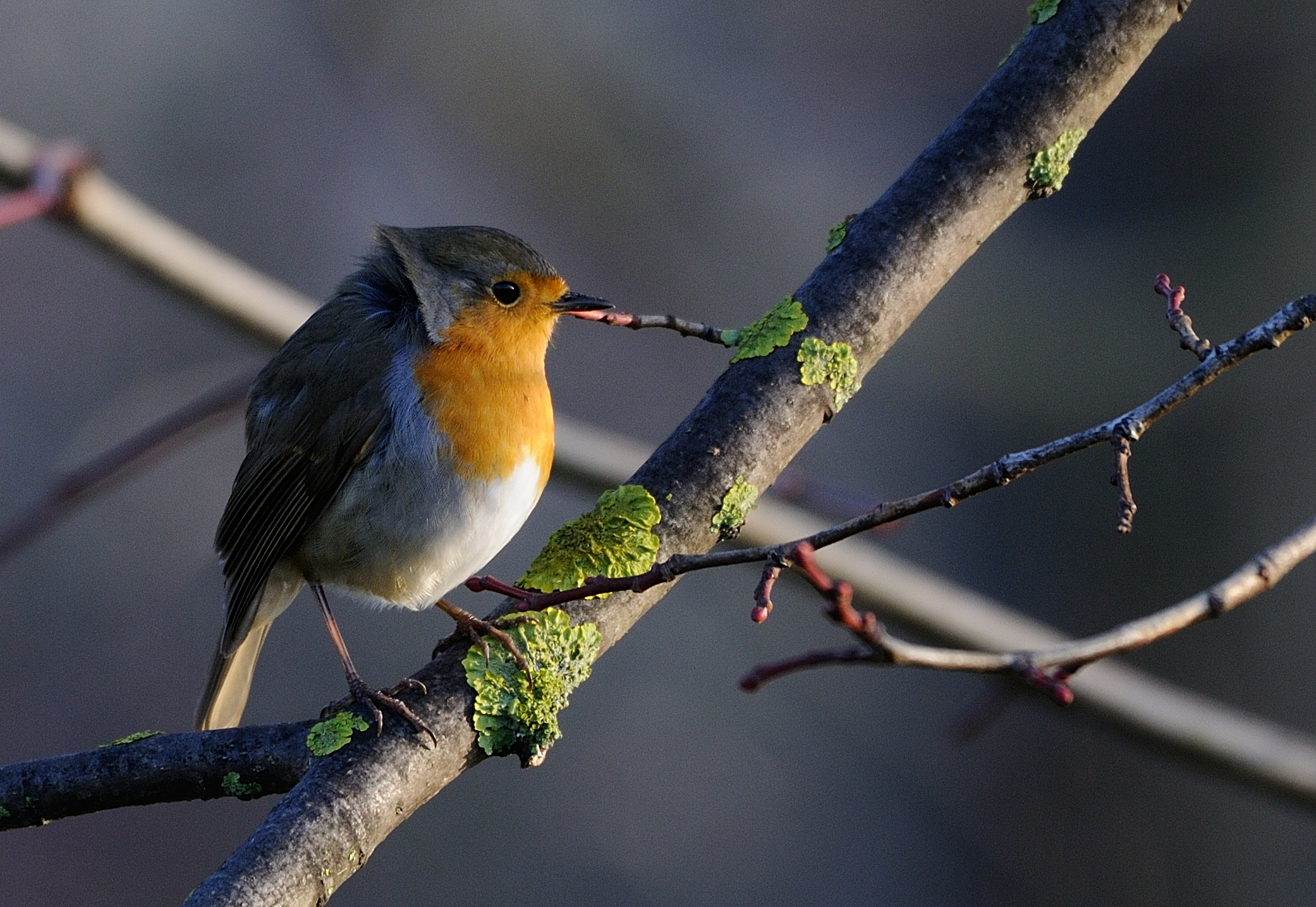 Robin