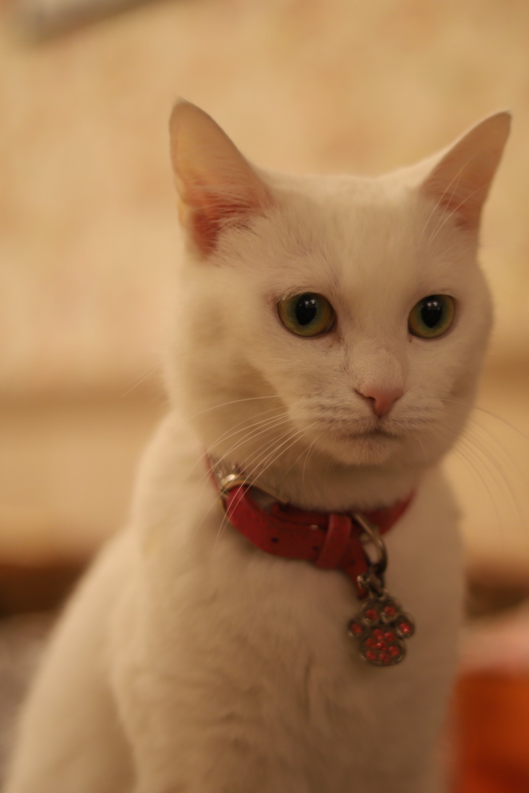 Gatta in bianco e ciondolo