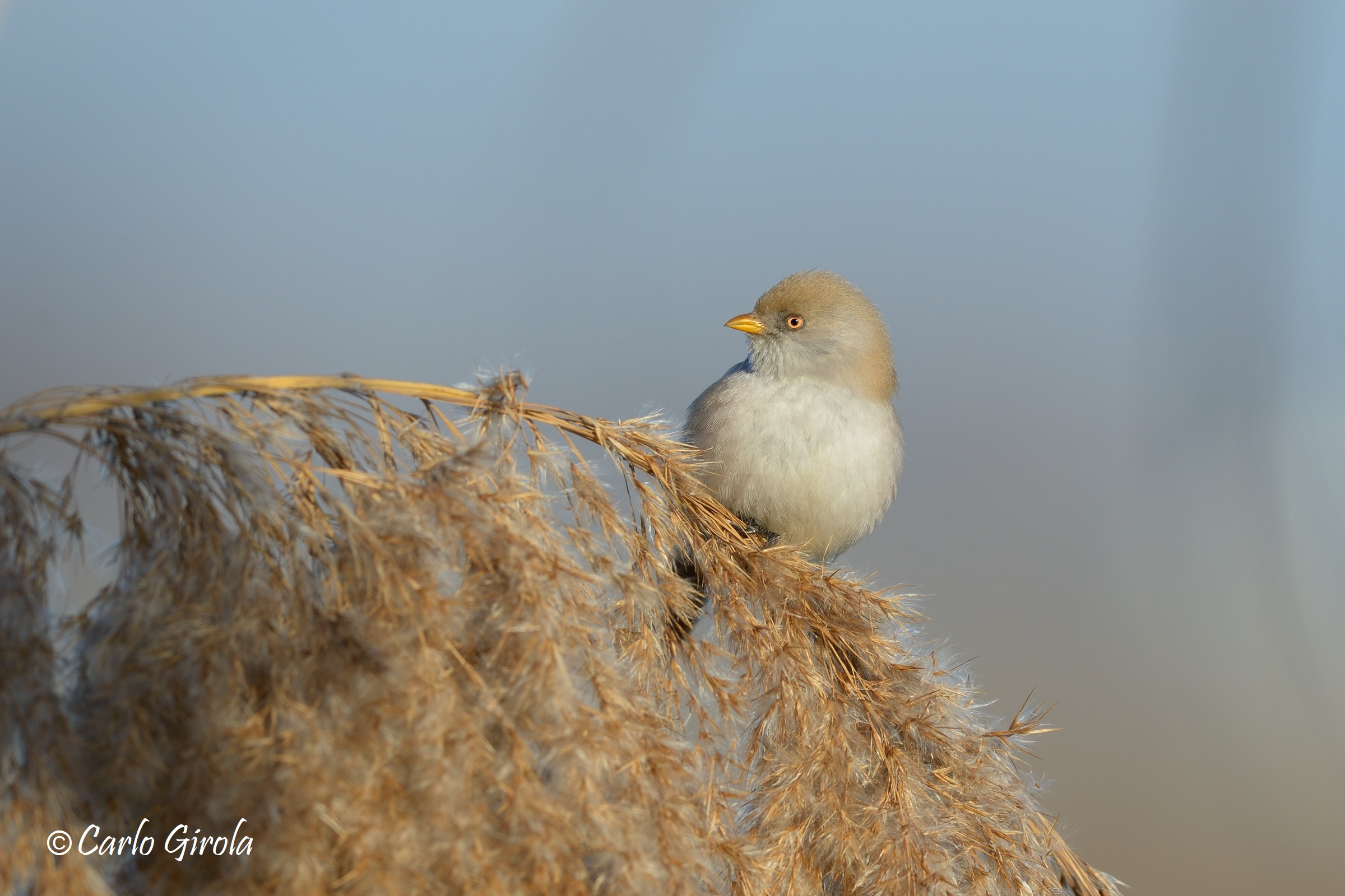 base (Panurus biarmicus), female
