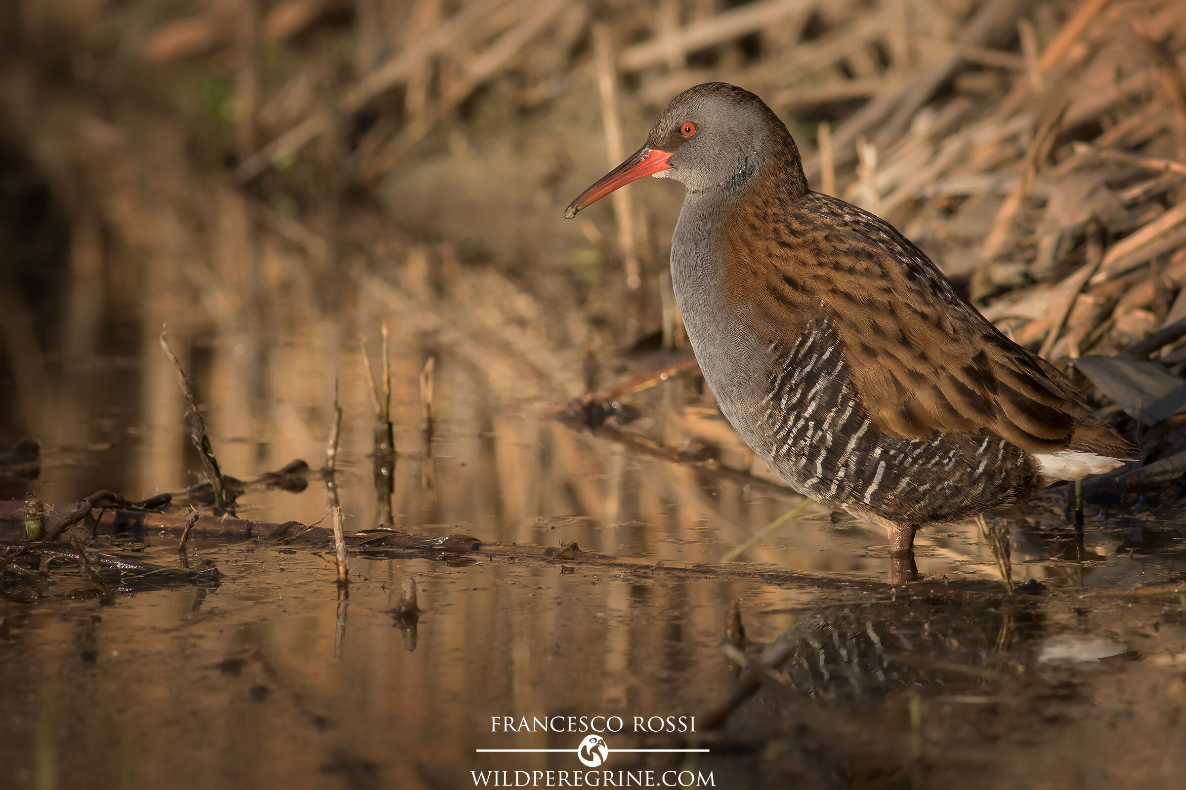 Porciglione alle ultime Luci