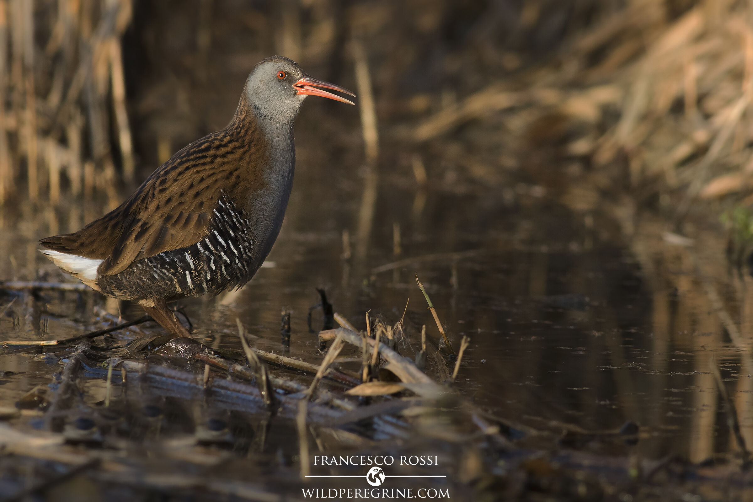 Il Canto del Porciglione