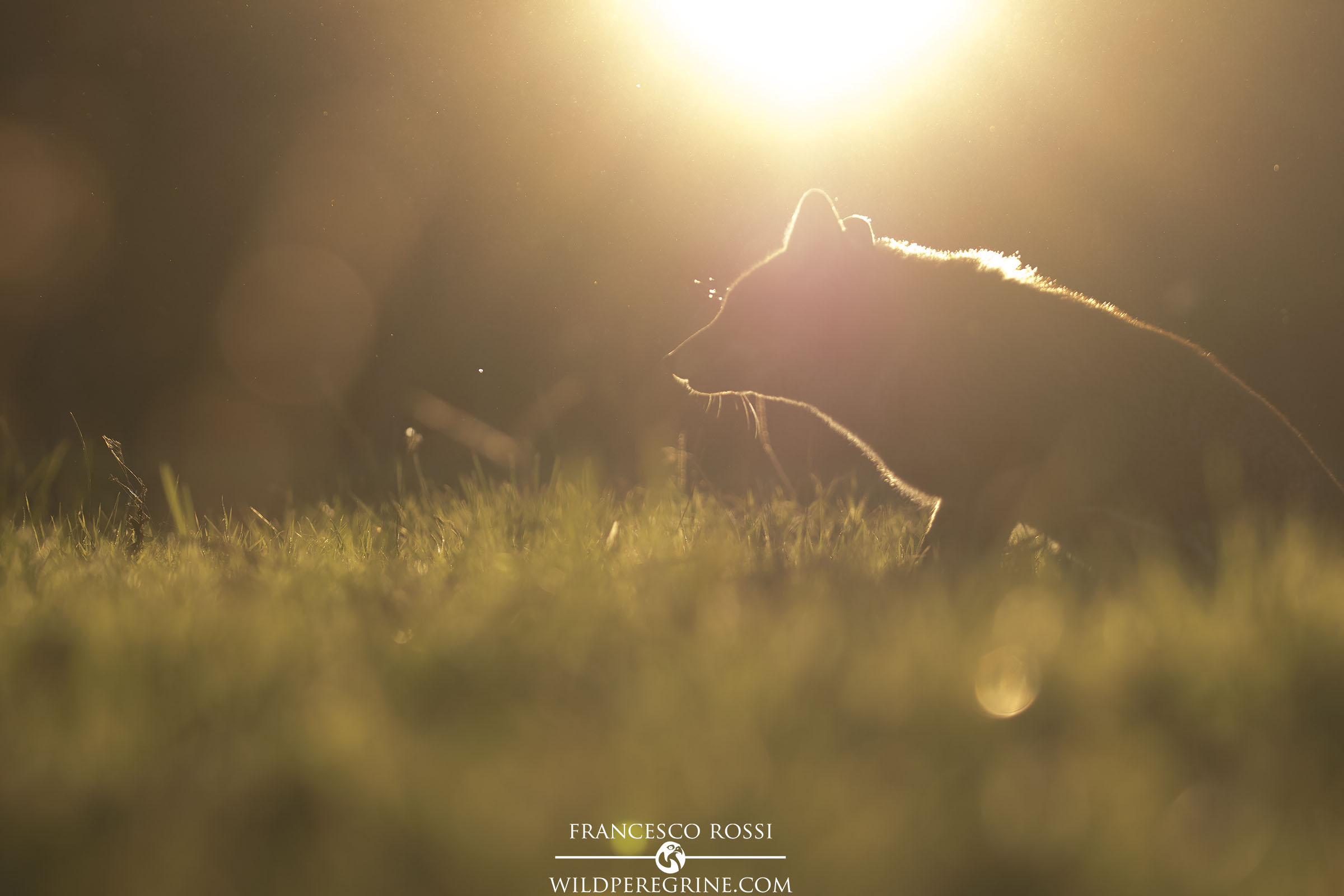 La Silhouette della Volpe
