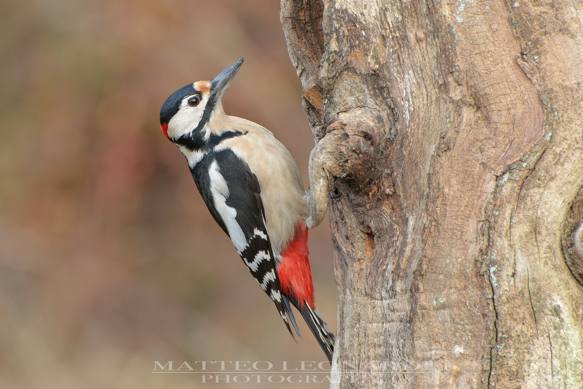 Major Red Woodpecker - Apuane Alps