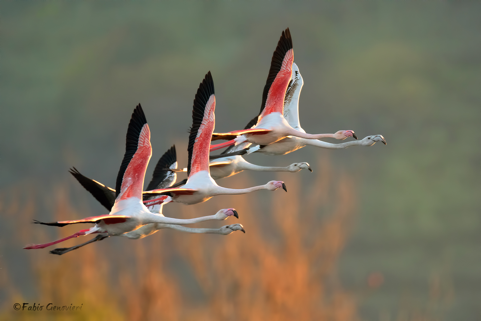 Fenicotteri rosa in formazione