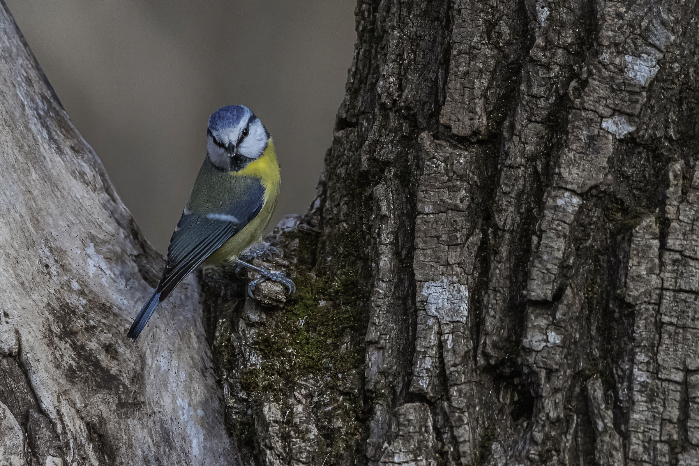 Cinciarella on the trunk
