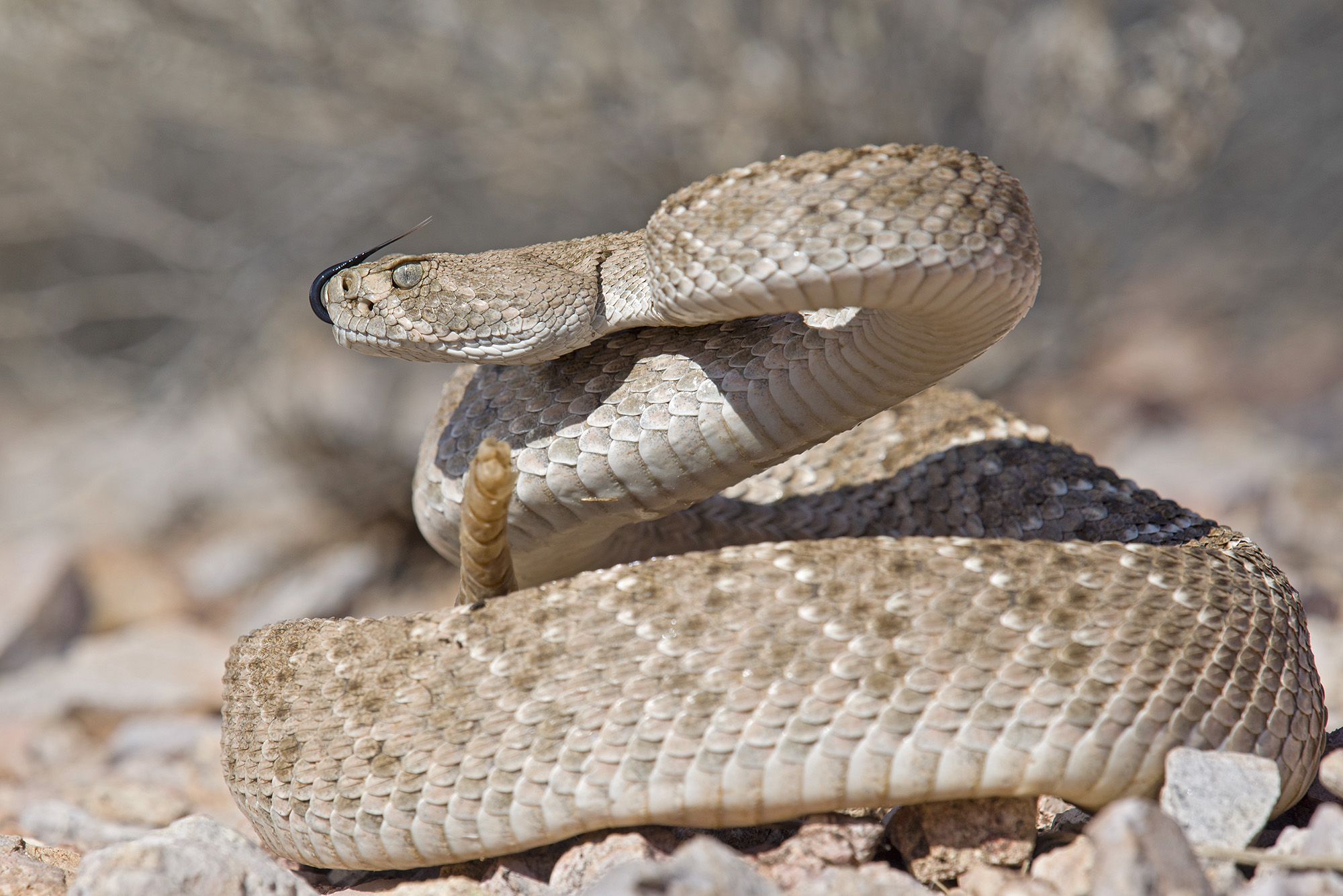 Crotalus atrox, Arizona