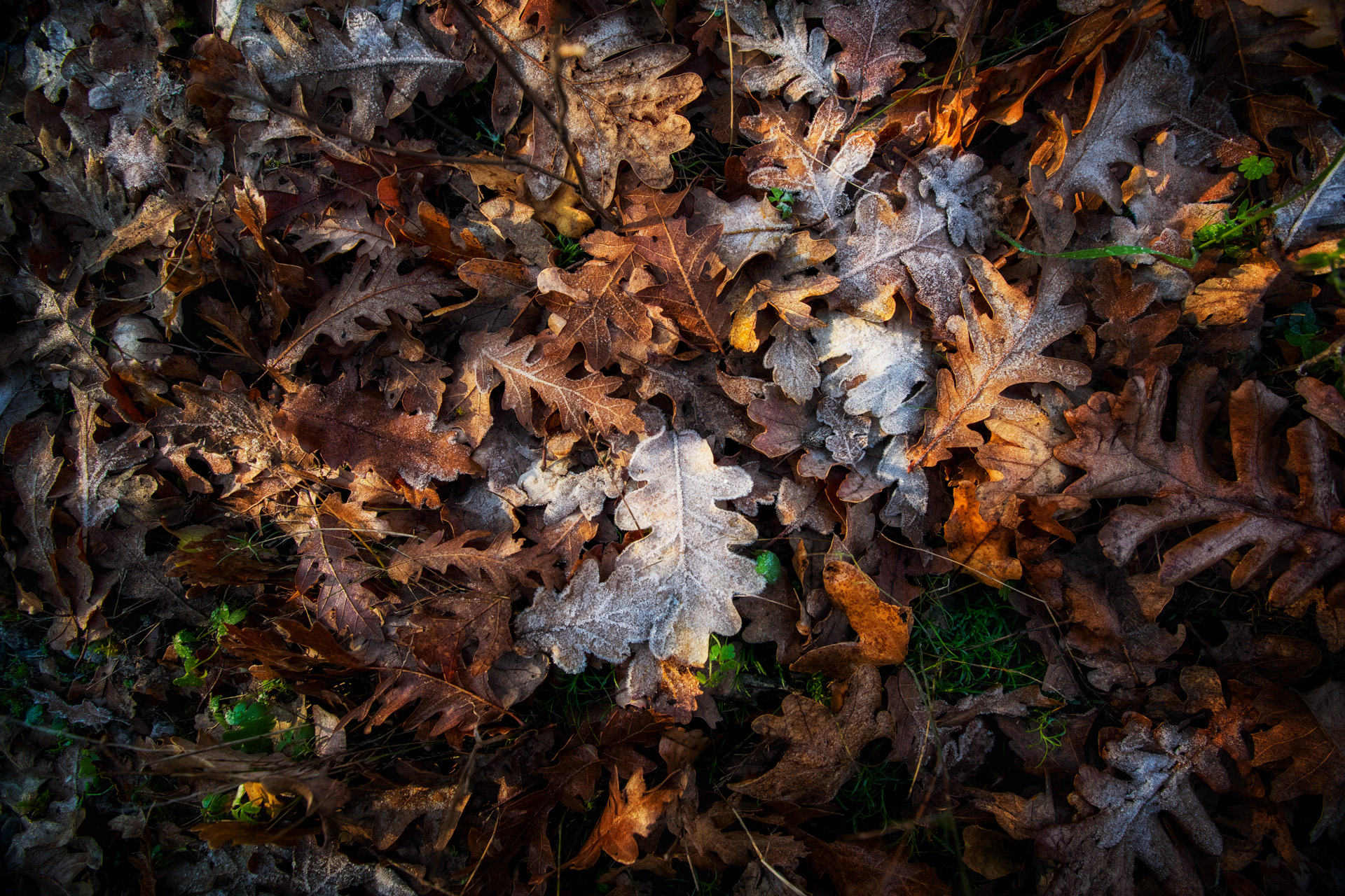 Forest Defense Great