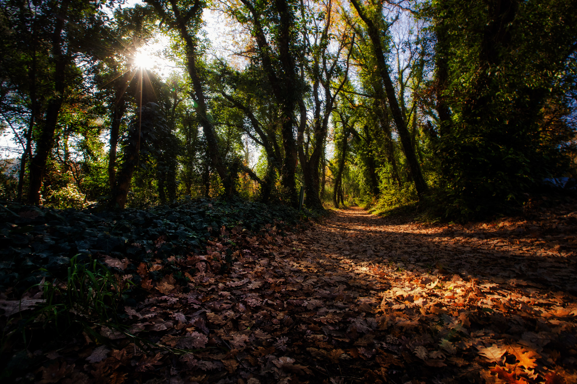 Forest Defense Great