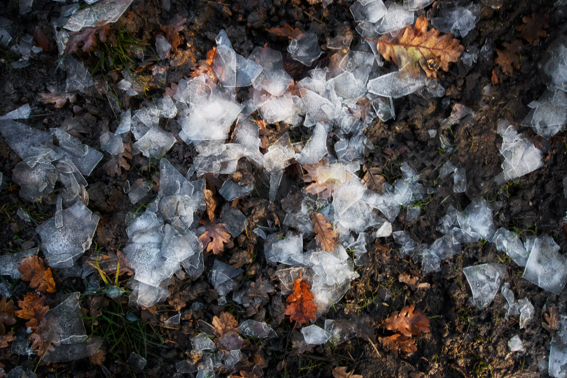 Forest Defense Great