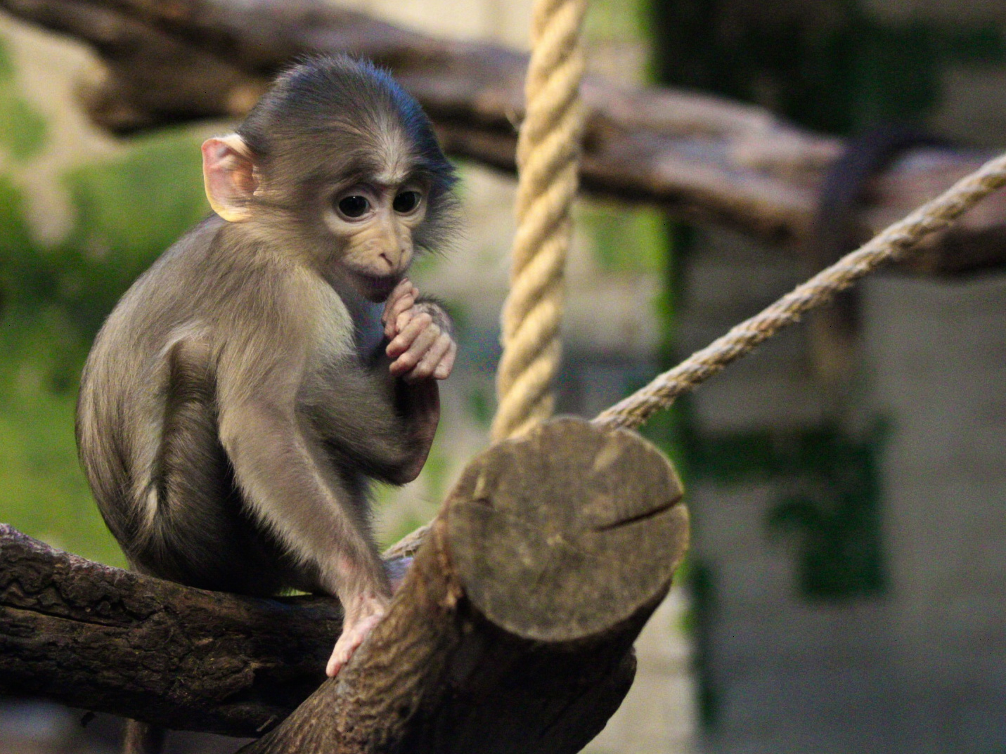 Baby monkey