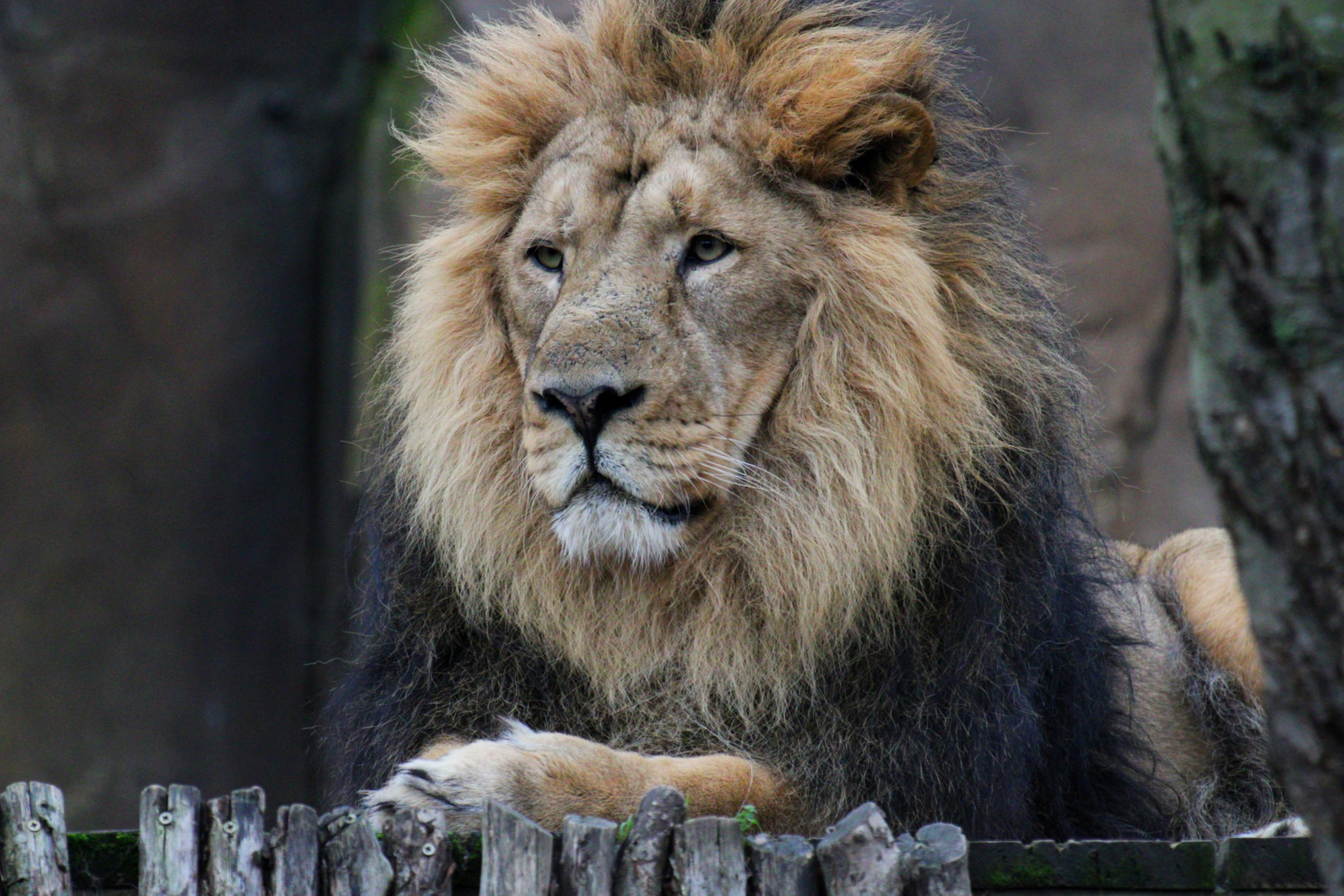 King of the Jungle
