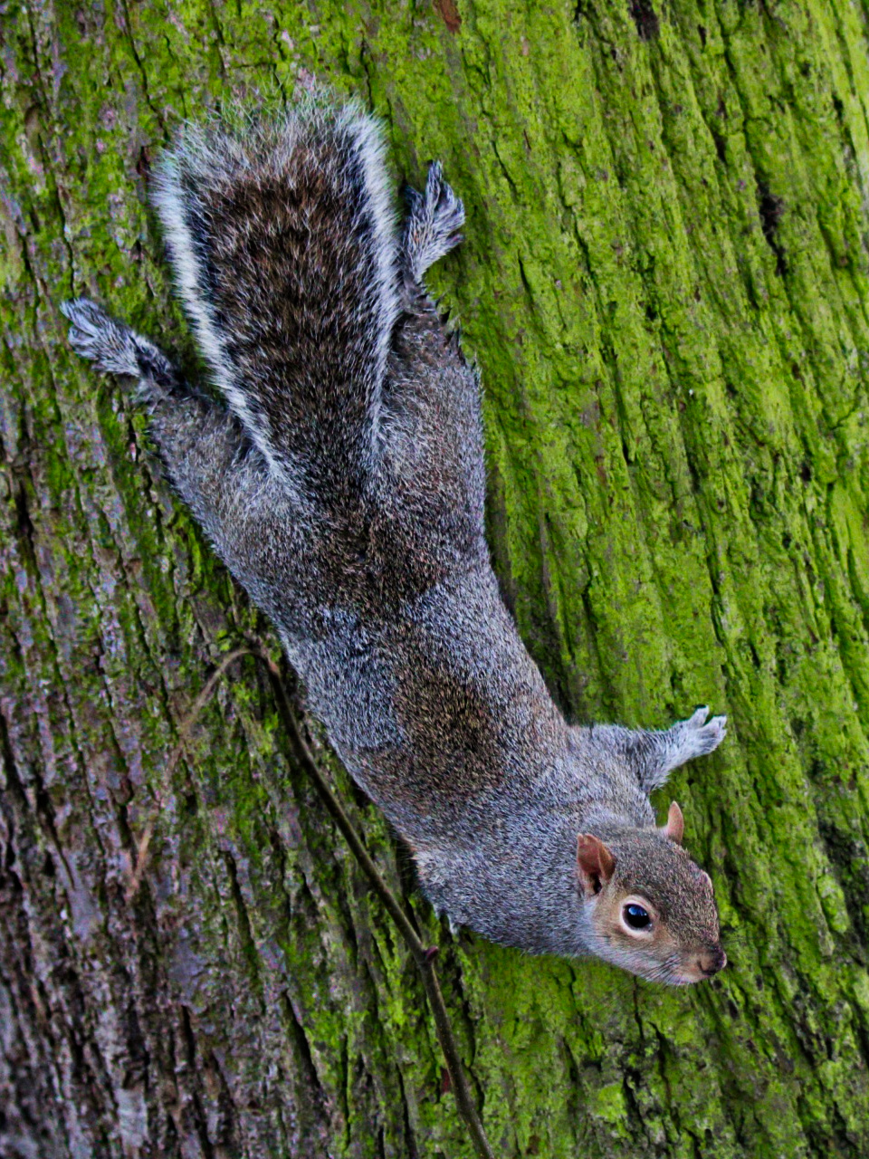 Squirrel,
