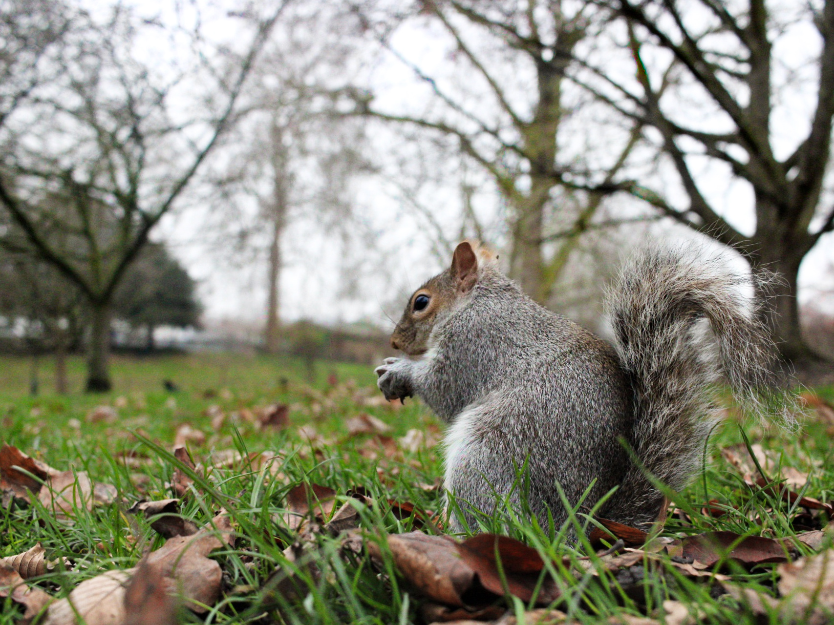 Hyde Park squirrel