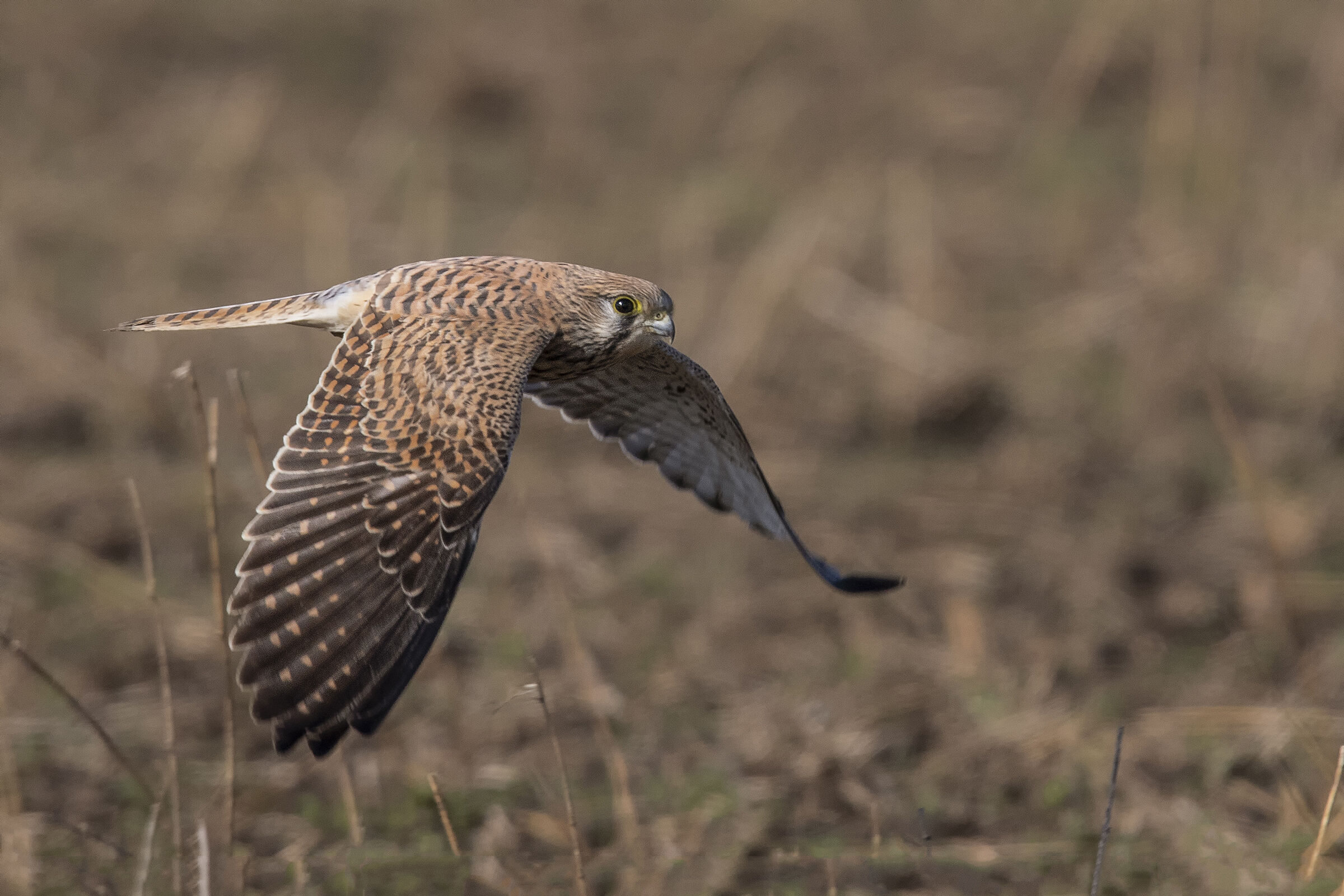 Kestrel