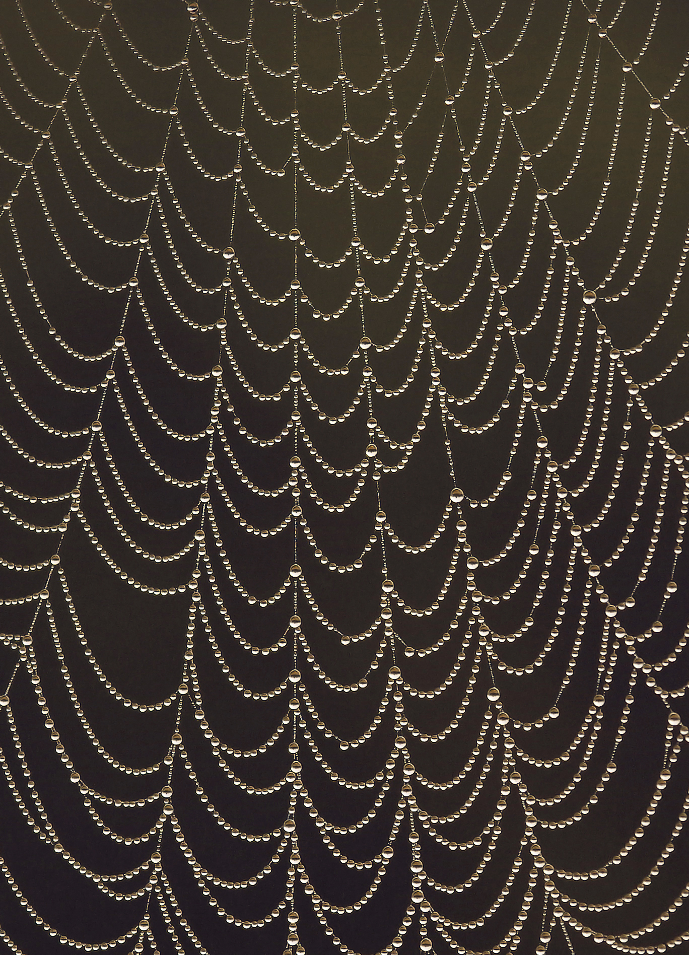 Le architetture del ragno