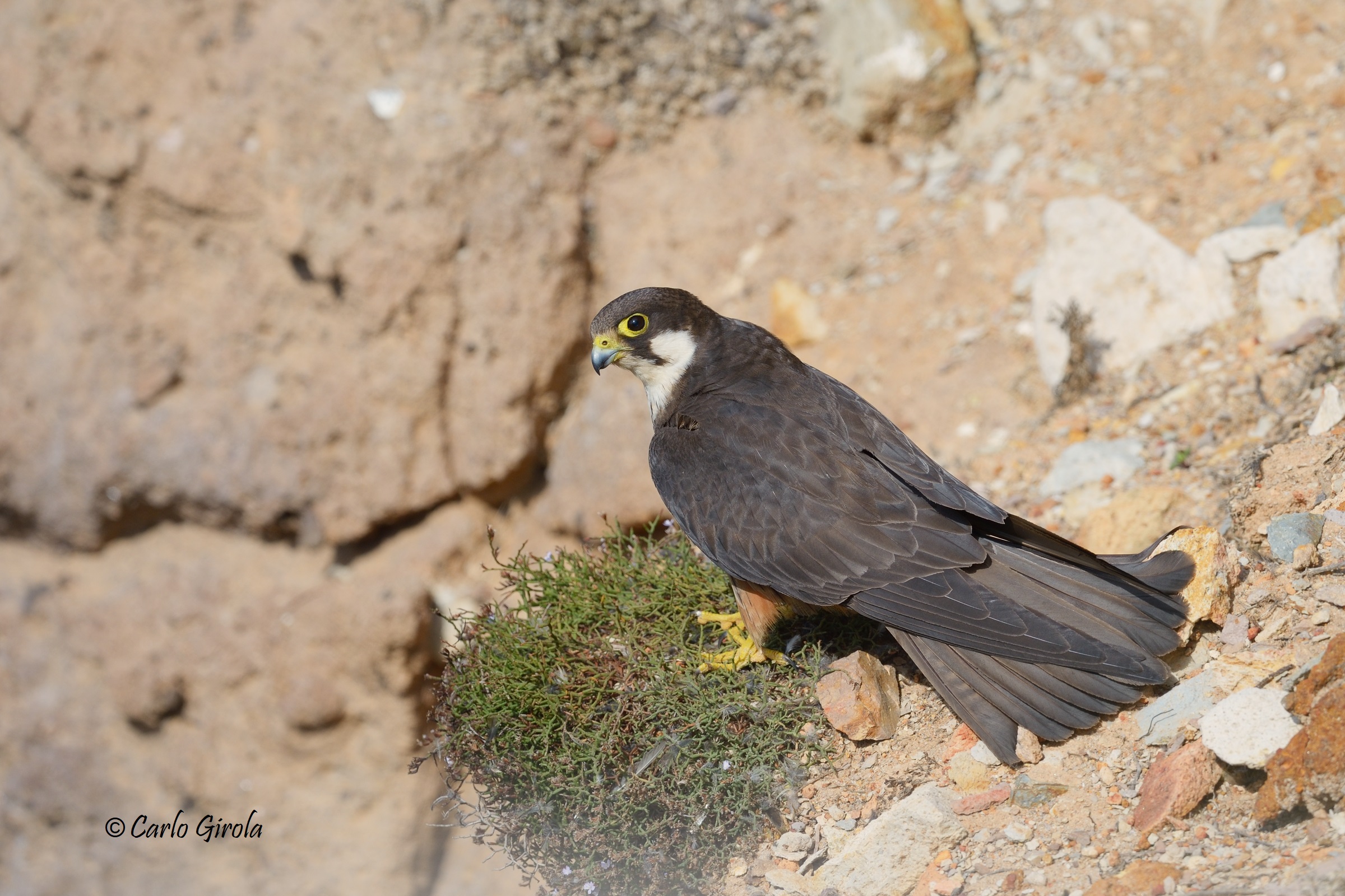 Falco della regina (Falco eleonorae)