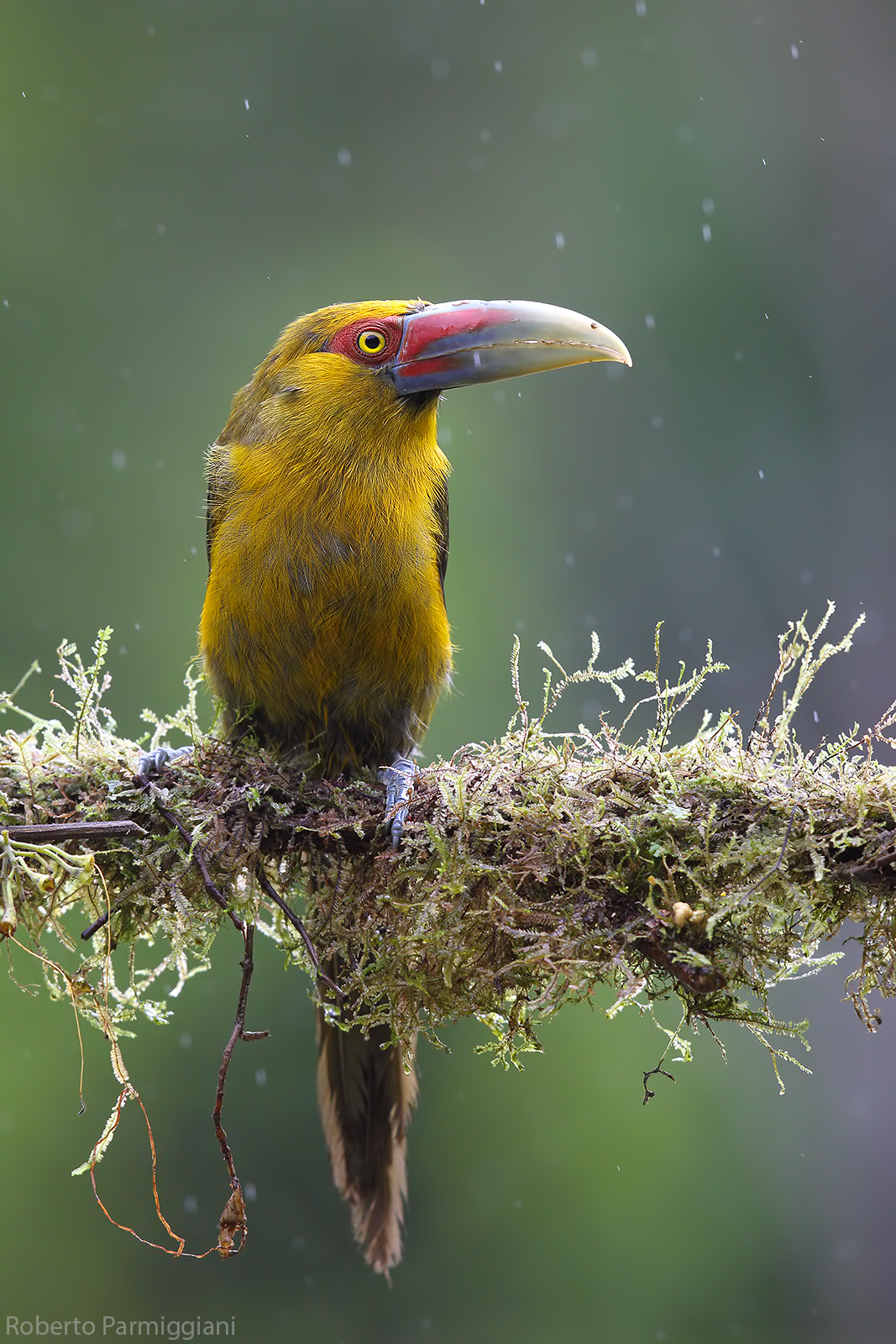 Saffron and downpour