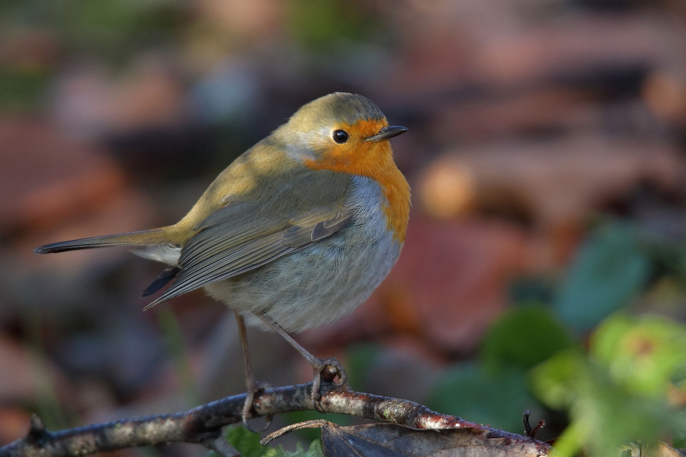 the robin