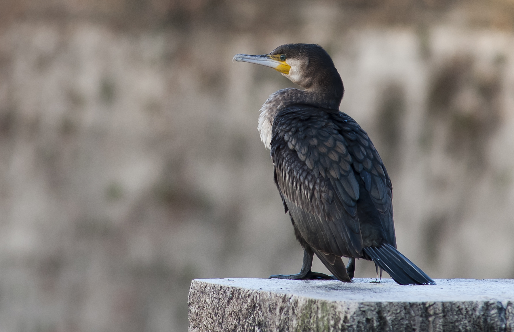 cormorano a roma