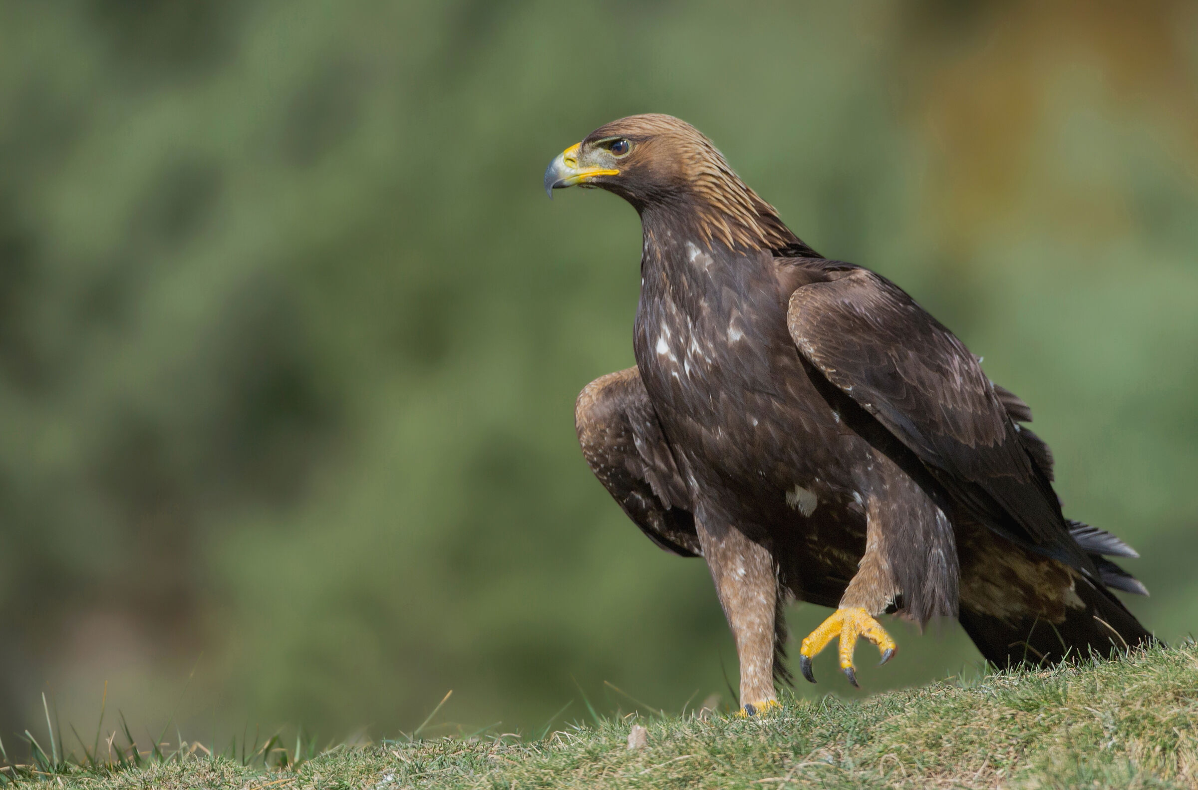 the golden eagle pass
