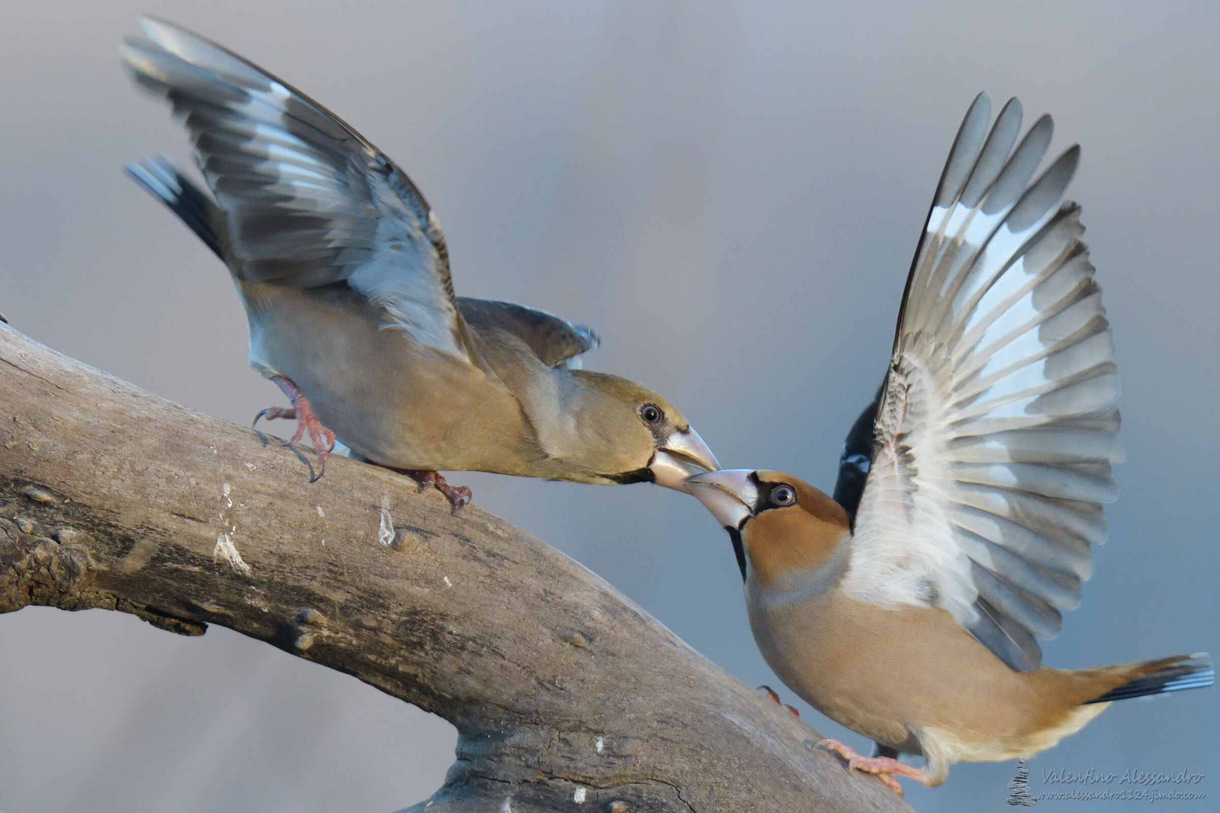 Questo non e' un bacio