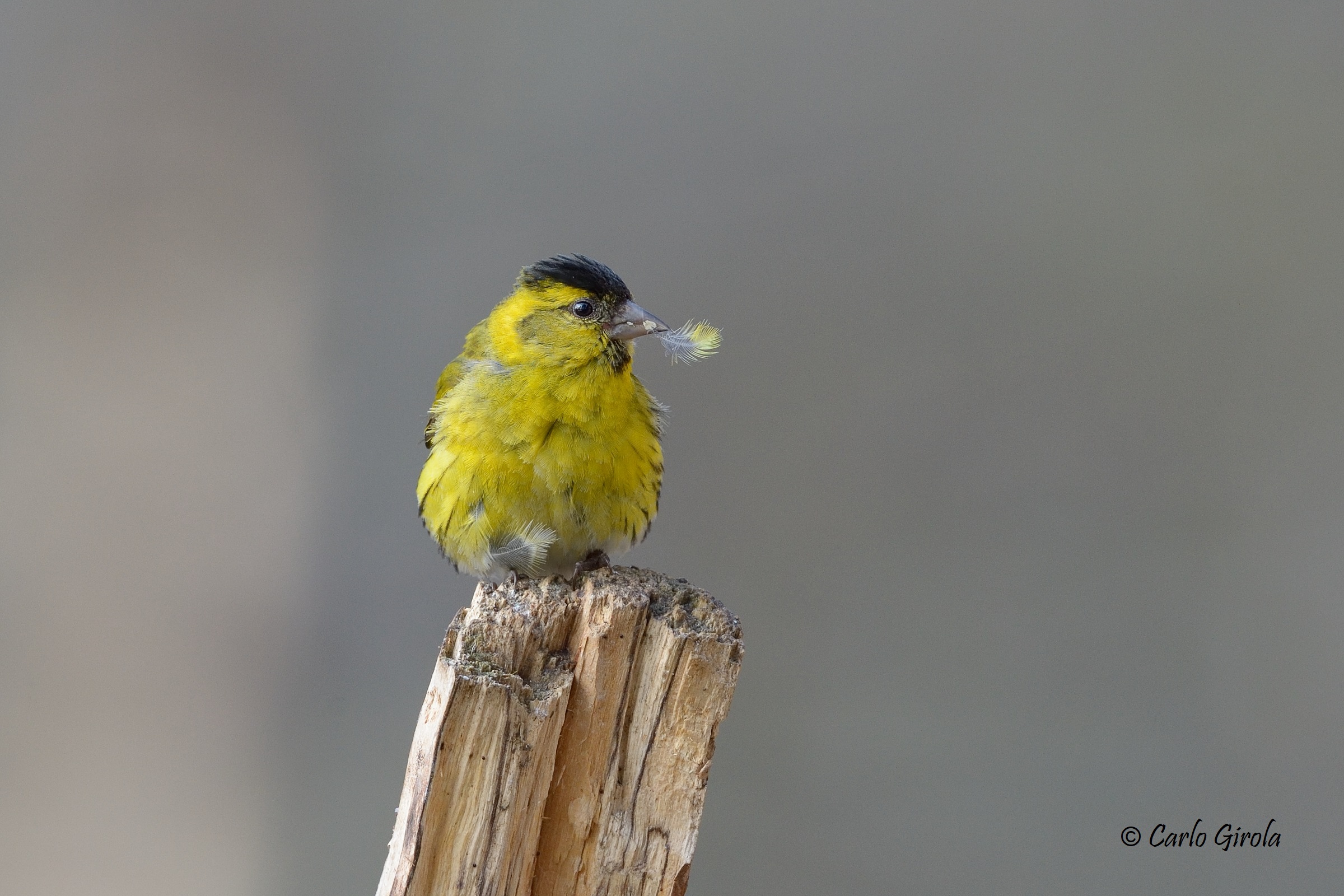 Lucherino (Carduelis spinus)