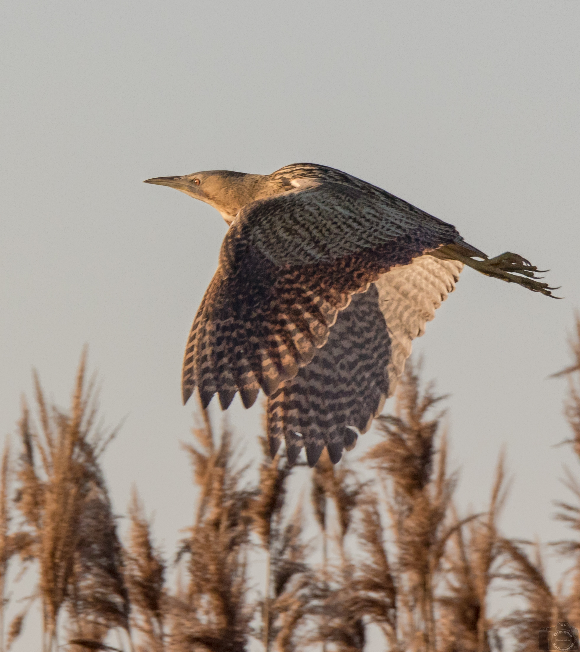 The Tar abuse flying over the reed.