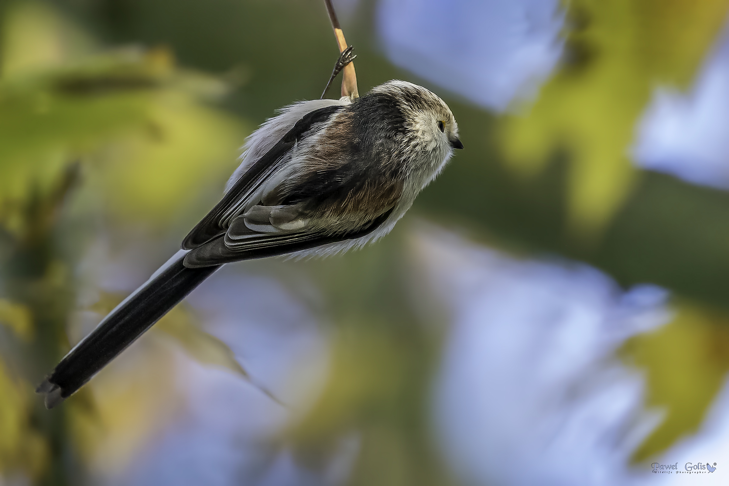 Bushtit dalla coda lunga (Aegithalos caudatus)