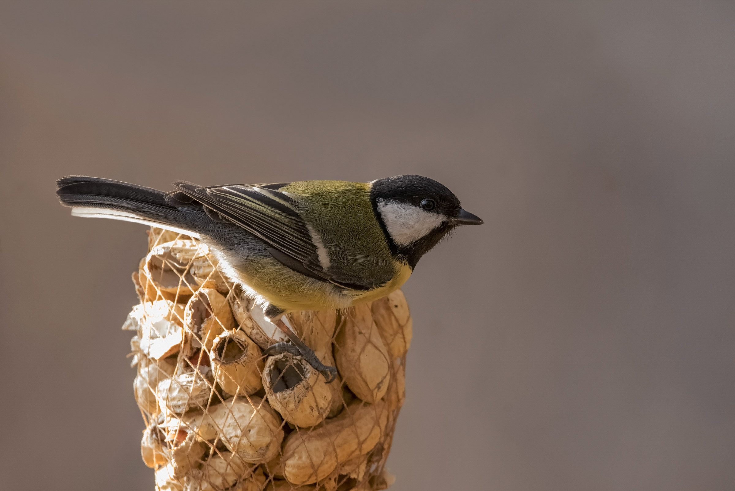 Are they all for me?