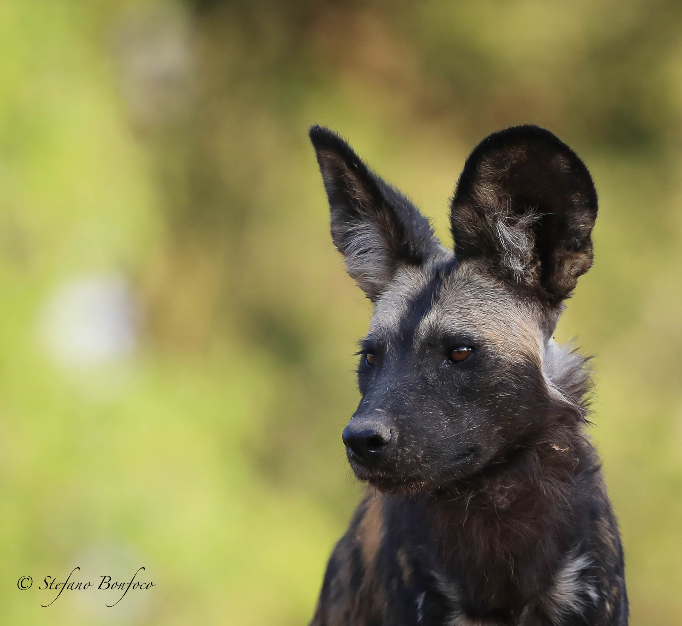 African Wild Dog (Lycaon pictus)