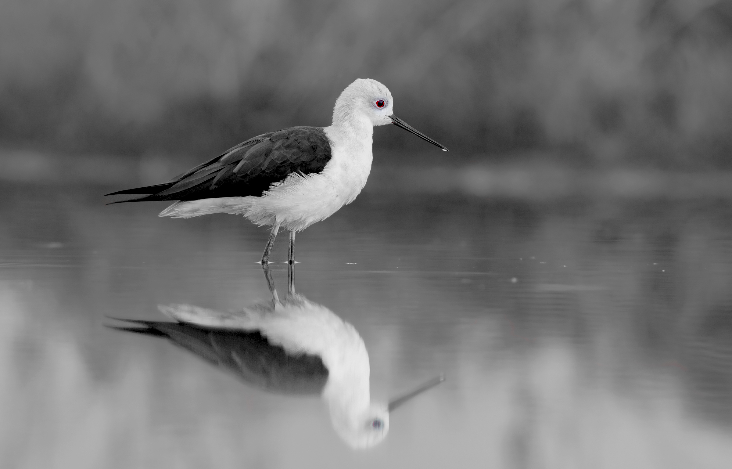 trampoliere nero (e bianco)